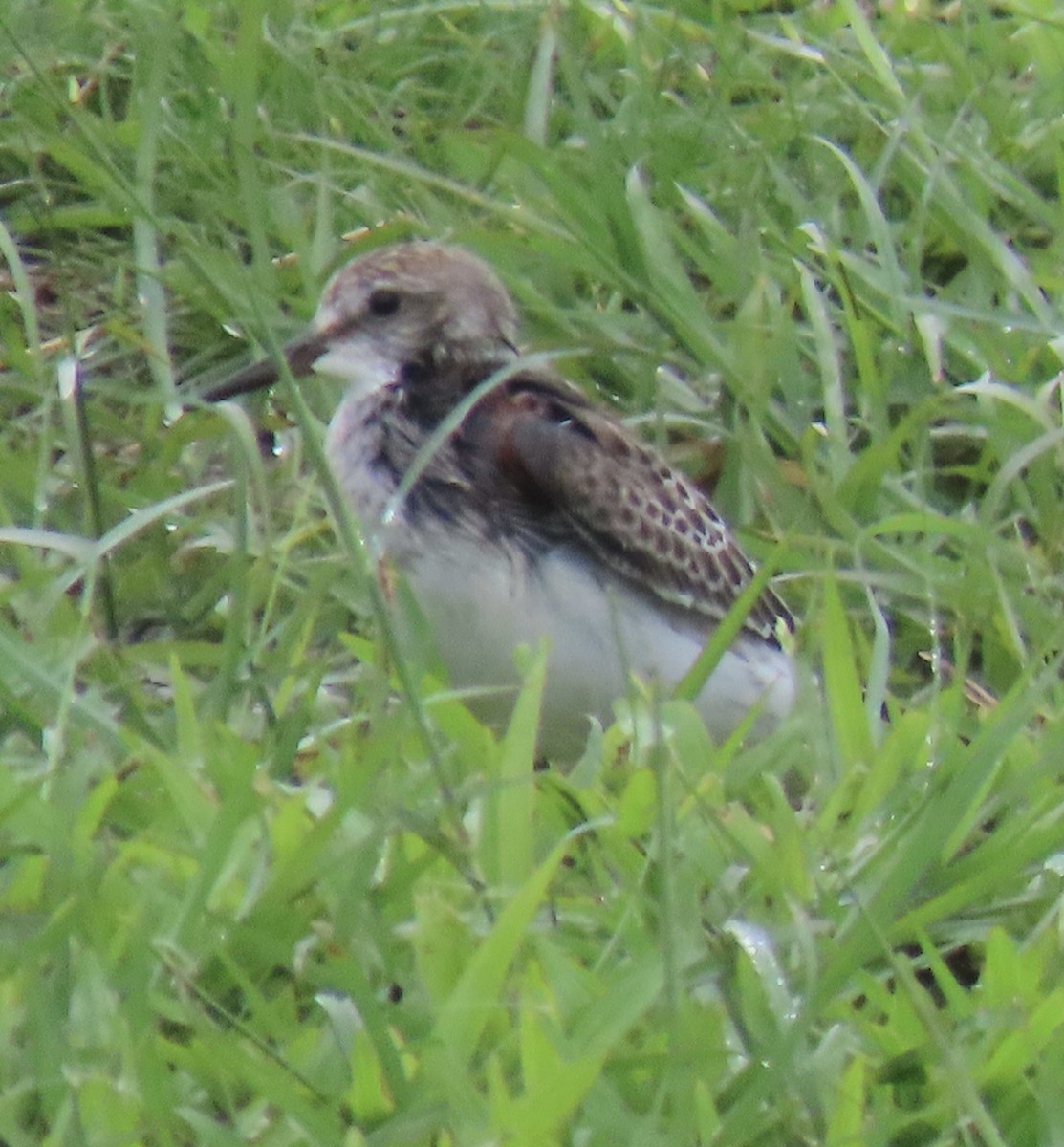 Ak Sokumlu Kumkuşu - ML646574892