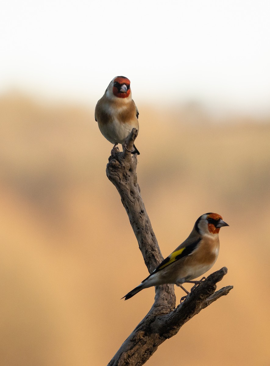 ゴシキヒワ - ML646574893