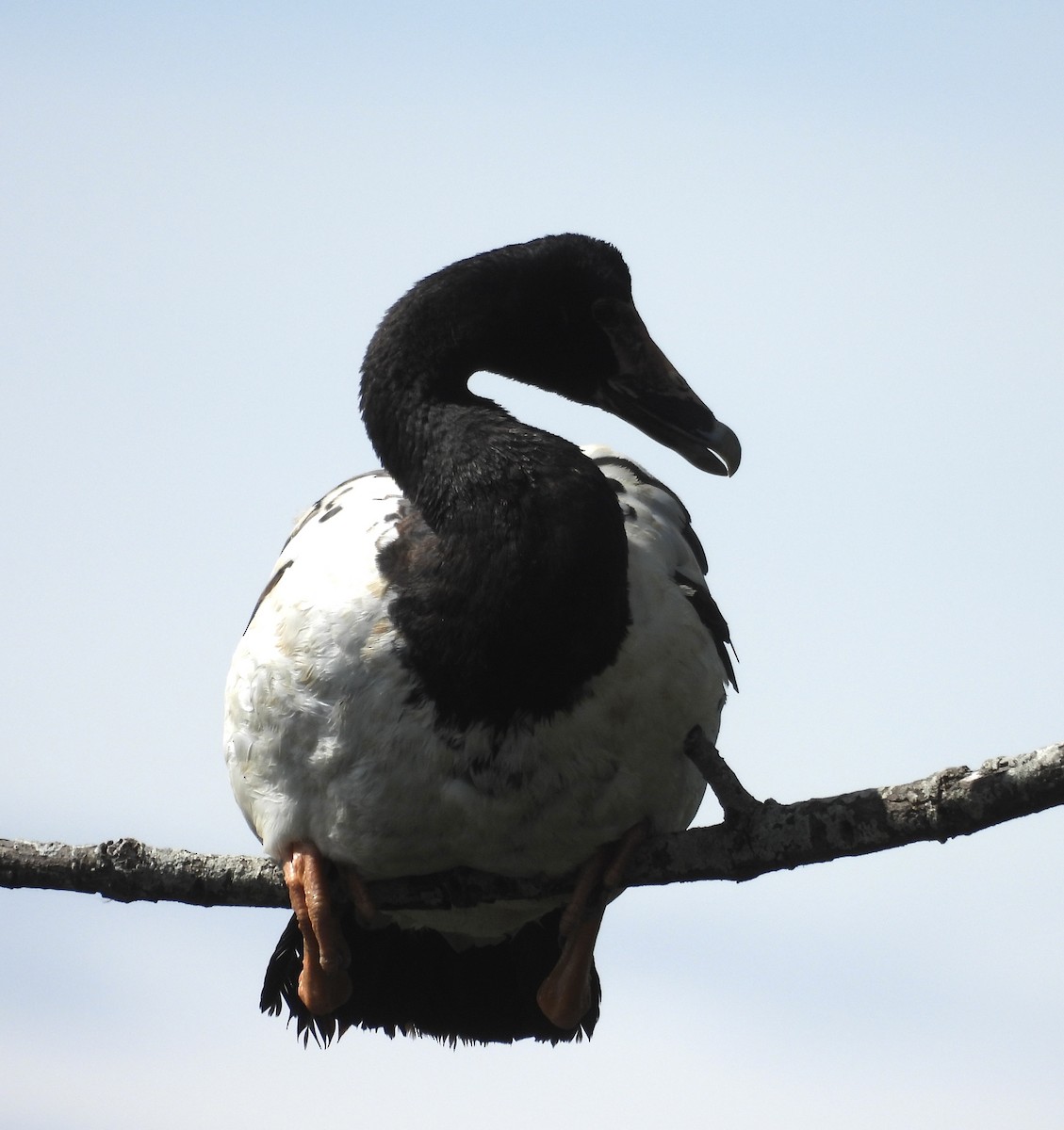 Magpie Goose - ML646574894
