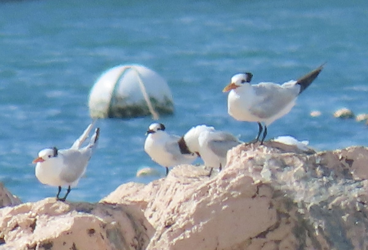 Sandwich Tern - ML646574895