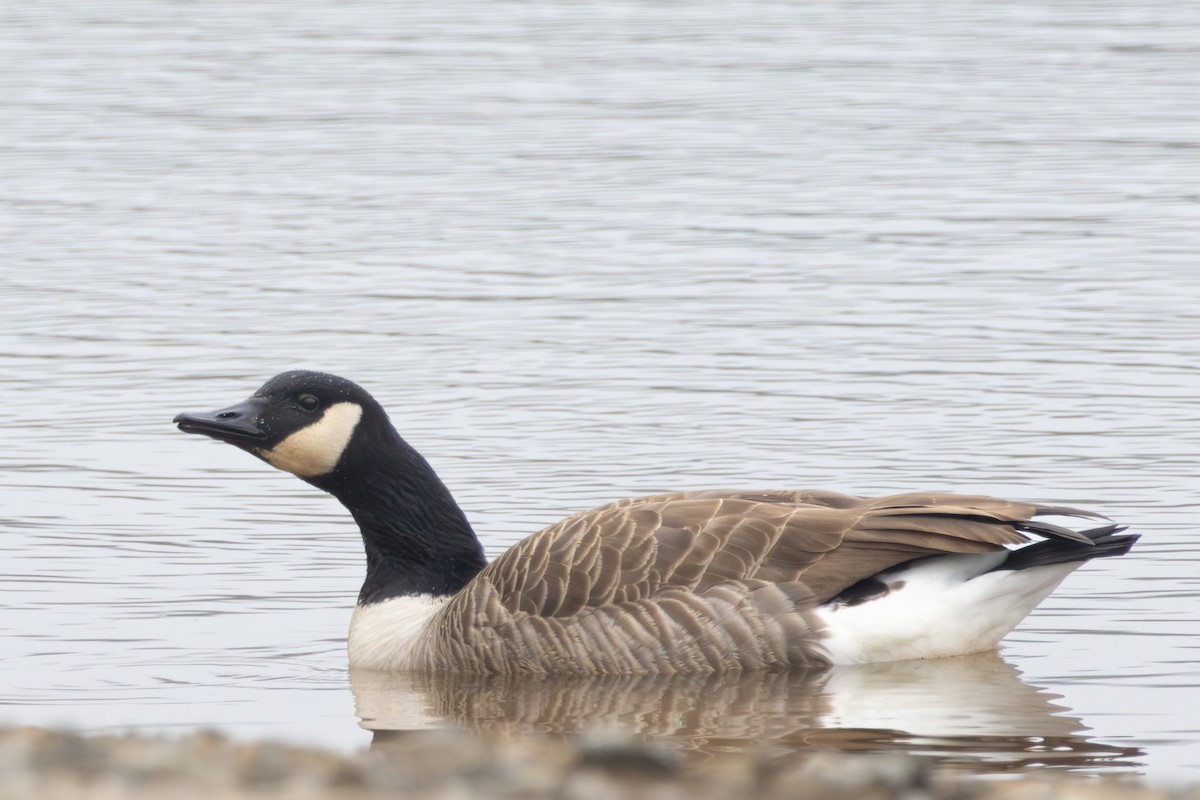 Canada Goose - ML646574896