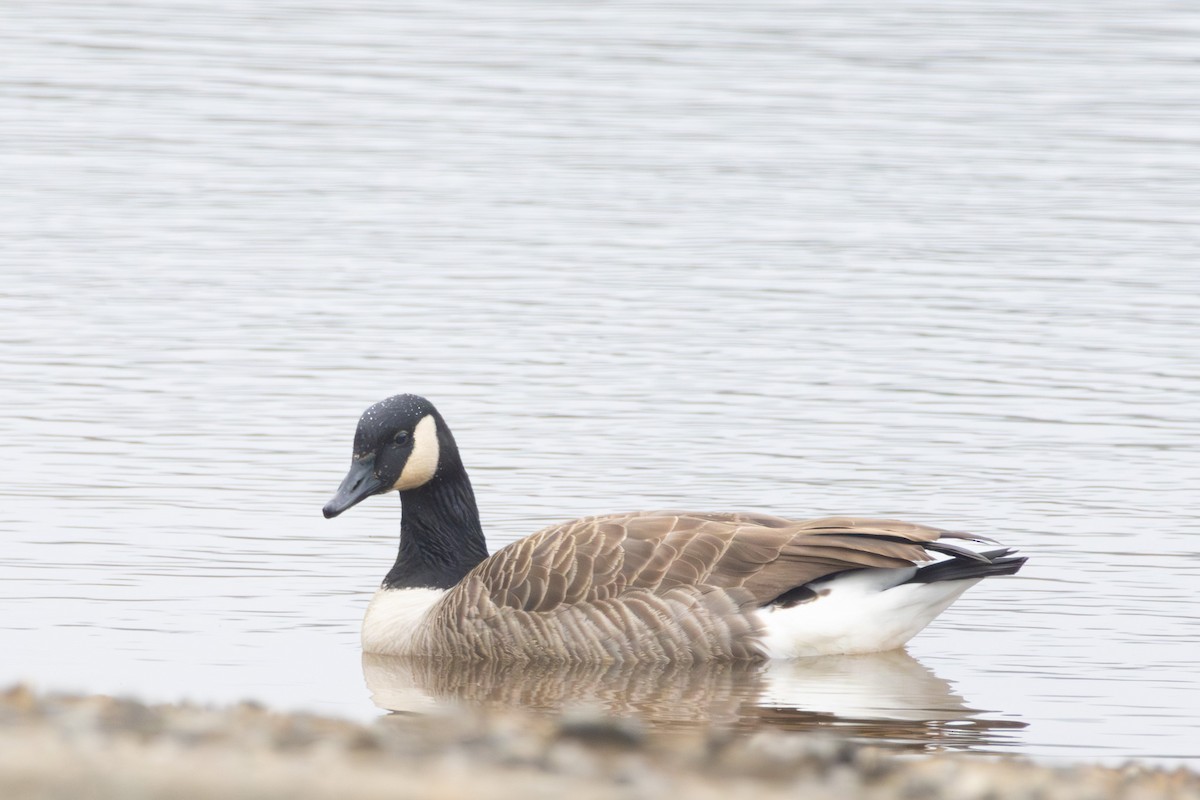 Canada Goose - ML646574897