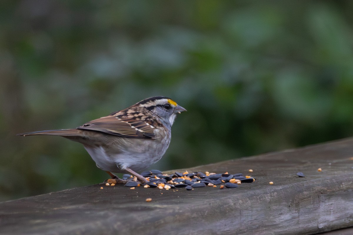 White-throated Sparrow - ML646574900