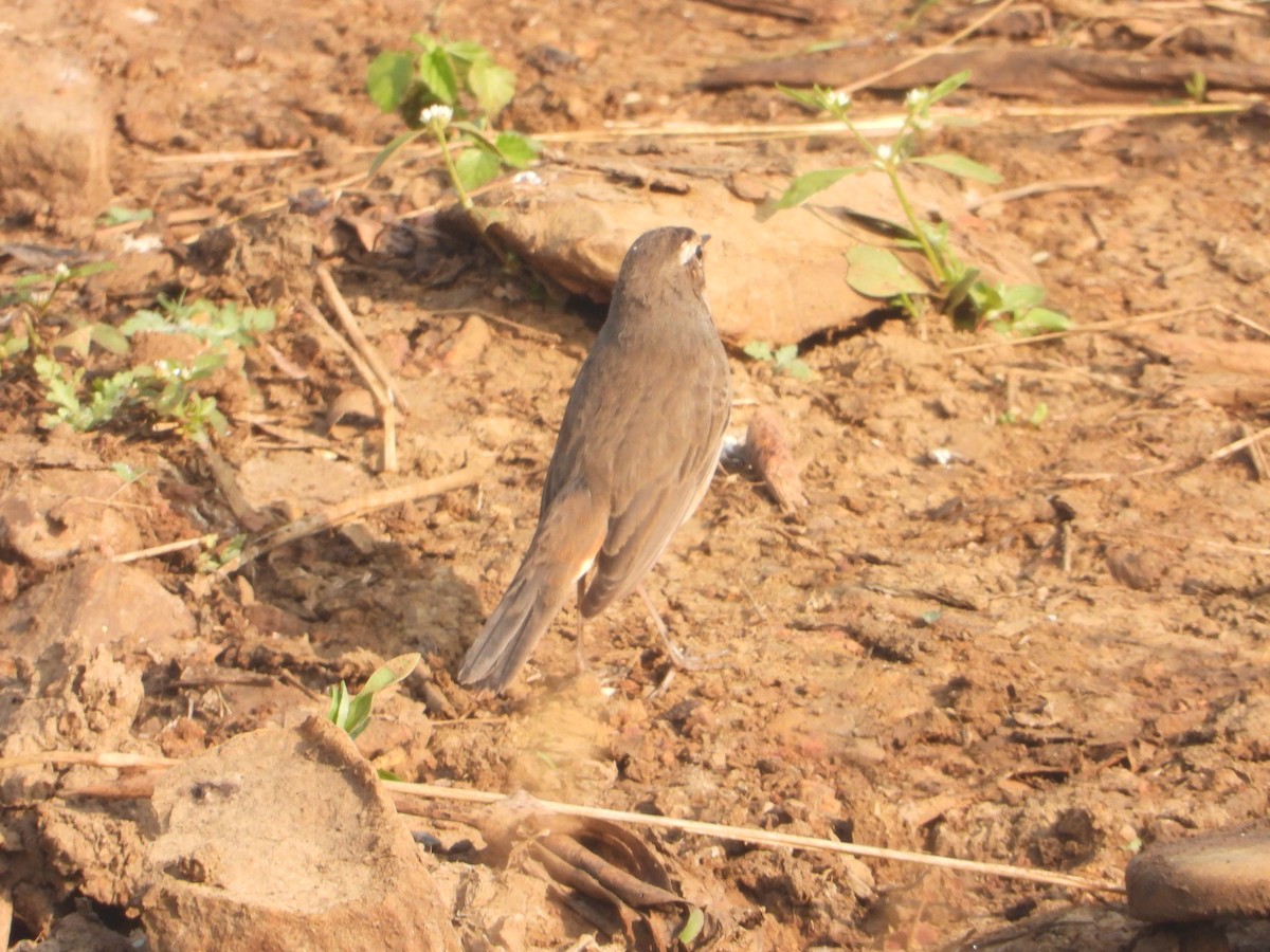 Bluethroat - ML646574901