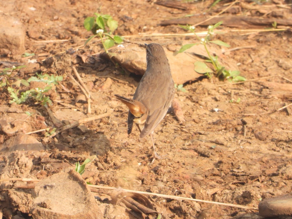 Bluethroat - ML646574902