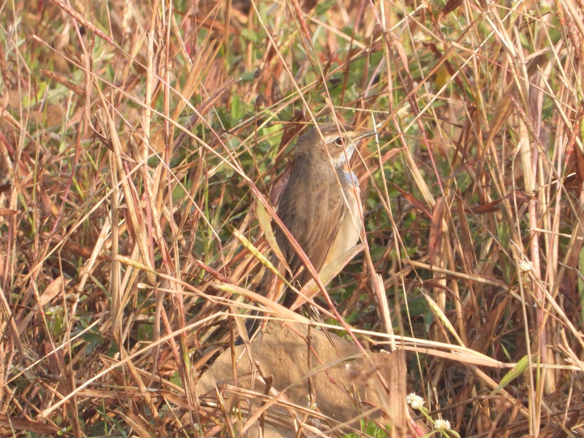 Bluethroat - ML646574903