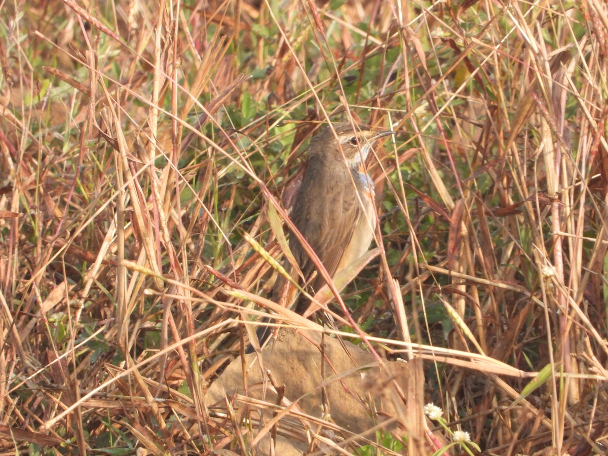 Bluethroat - ML646574904