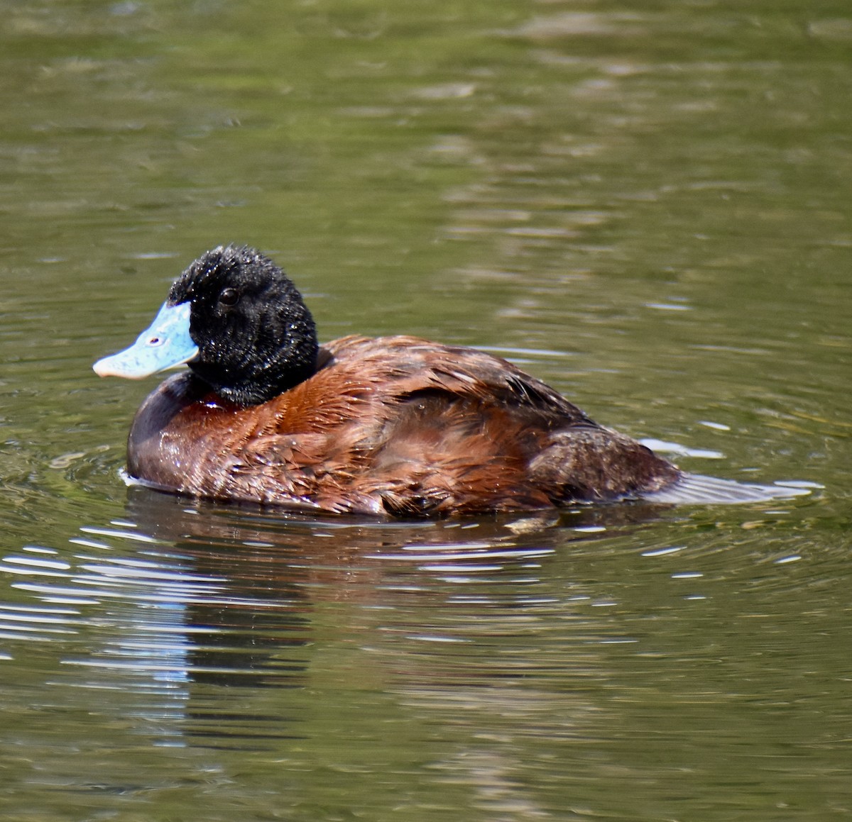 Blue-billed Duck - ML646574905