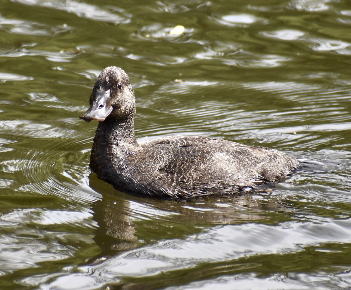 Blue-billed Duck - ML646574906
