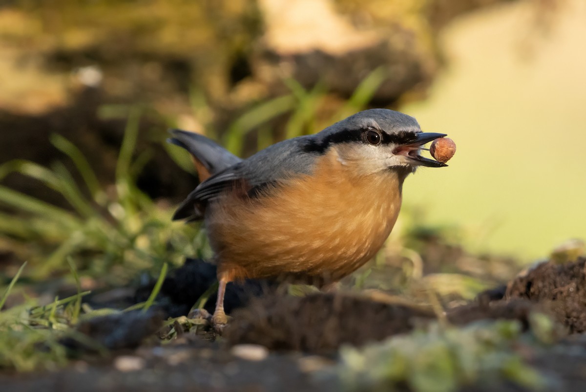 Повзик звичайний - ML646574907