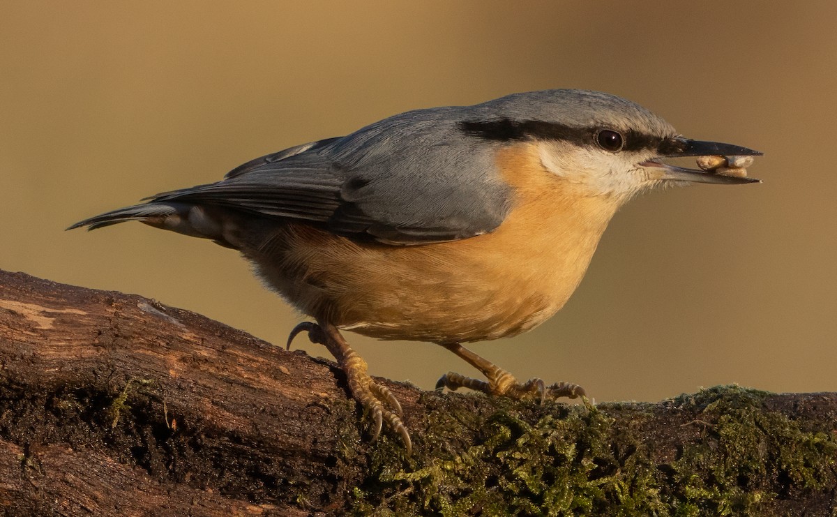 Повзик звичайний - ML646574908