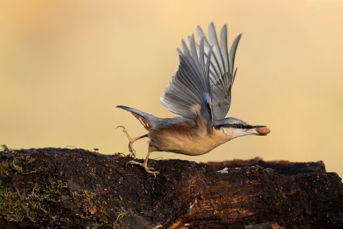 Повзик звичайний - ML646574909