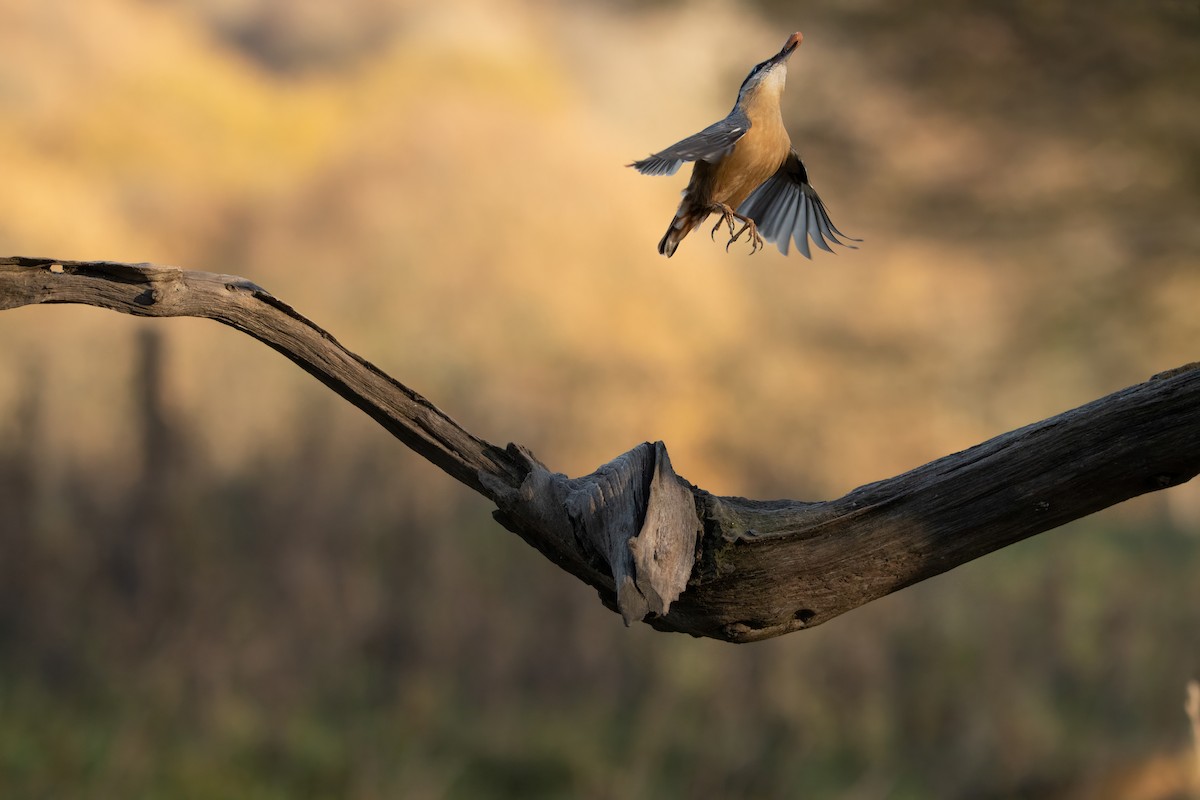 Повзик звичайний - ML646574910