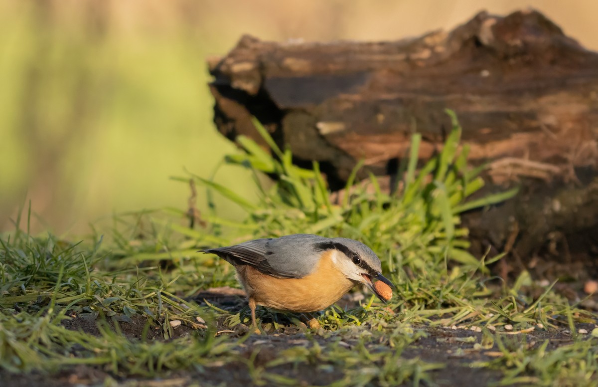 Повзик звичайний - ML646574911