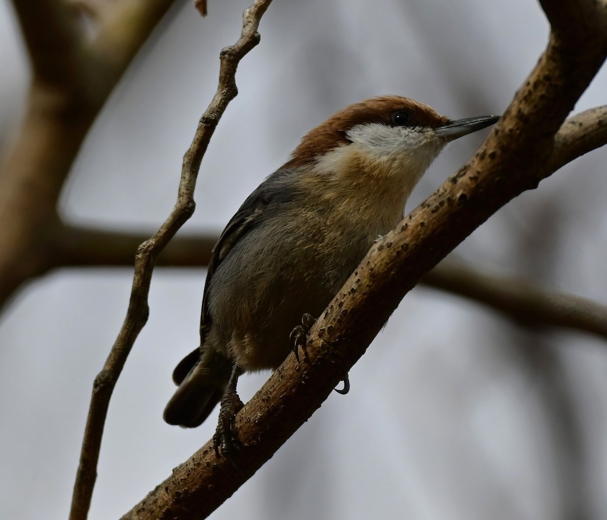 Sittelle à tête brune - ML646574912