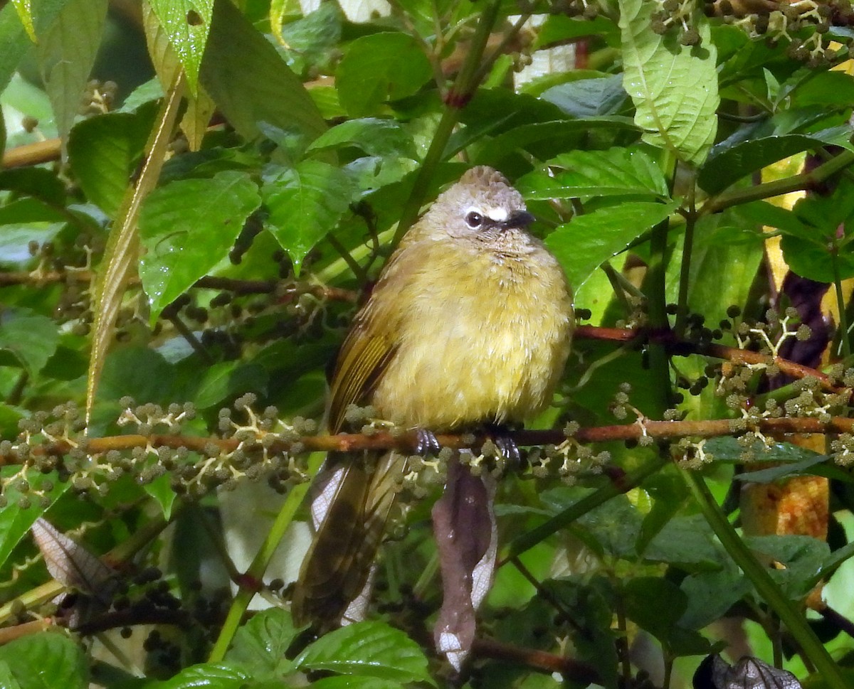 Flavescent Bulbul - ML646574914