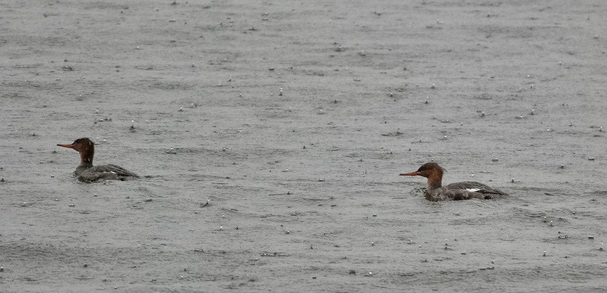Red-breasted Merganser - ML646574915