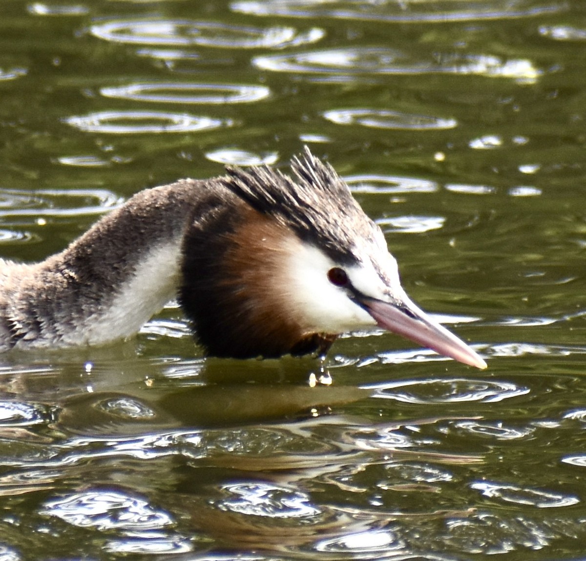 טבלן מצויץ - ML646574916