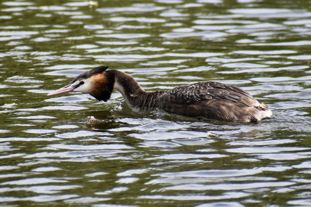 טבלן מצויץ - ML646574917