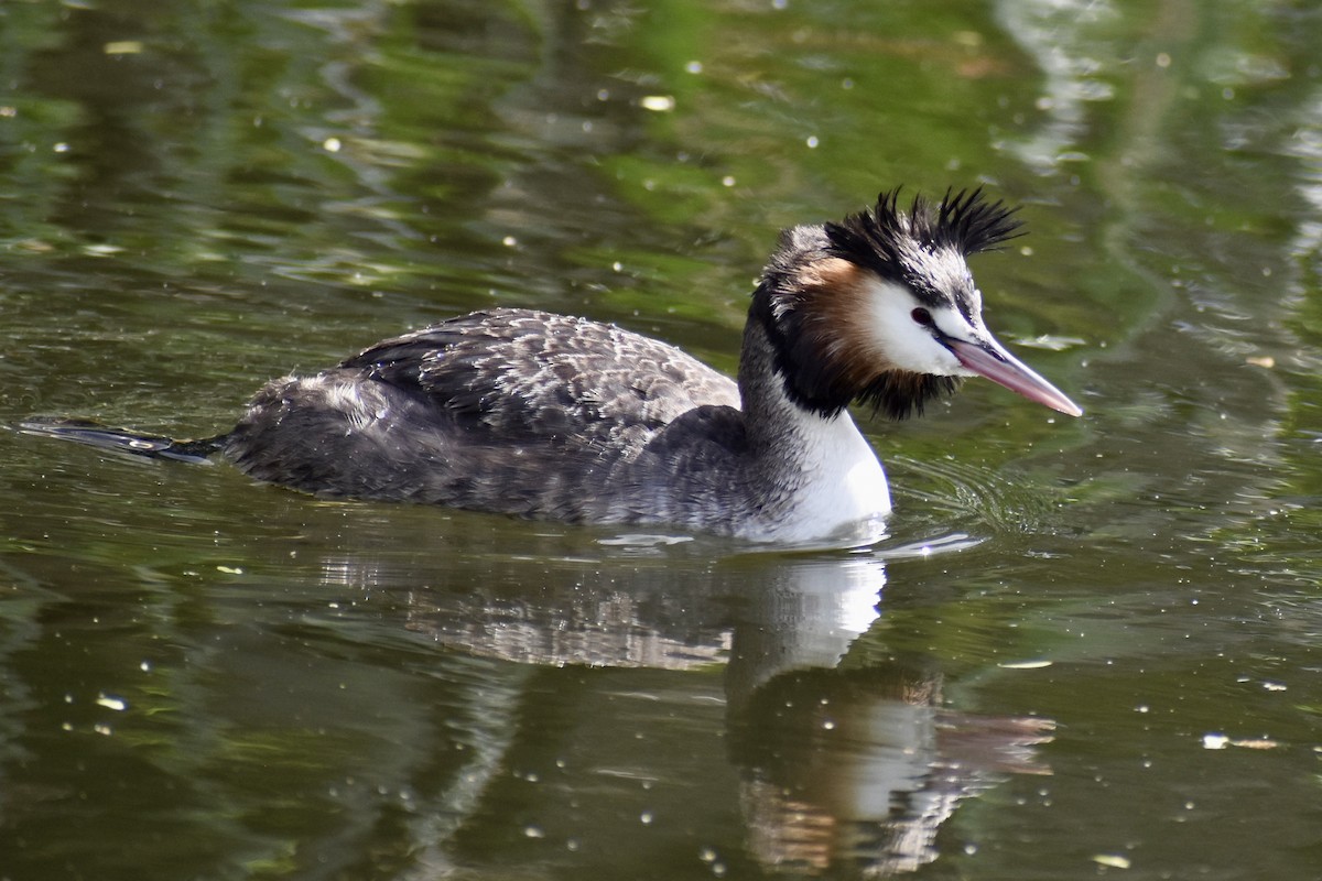 טבלן מצויץ - ML646574918