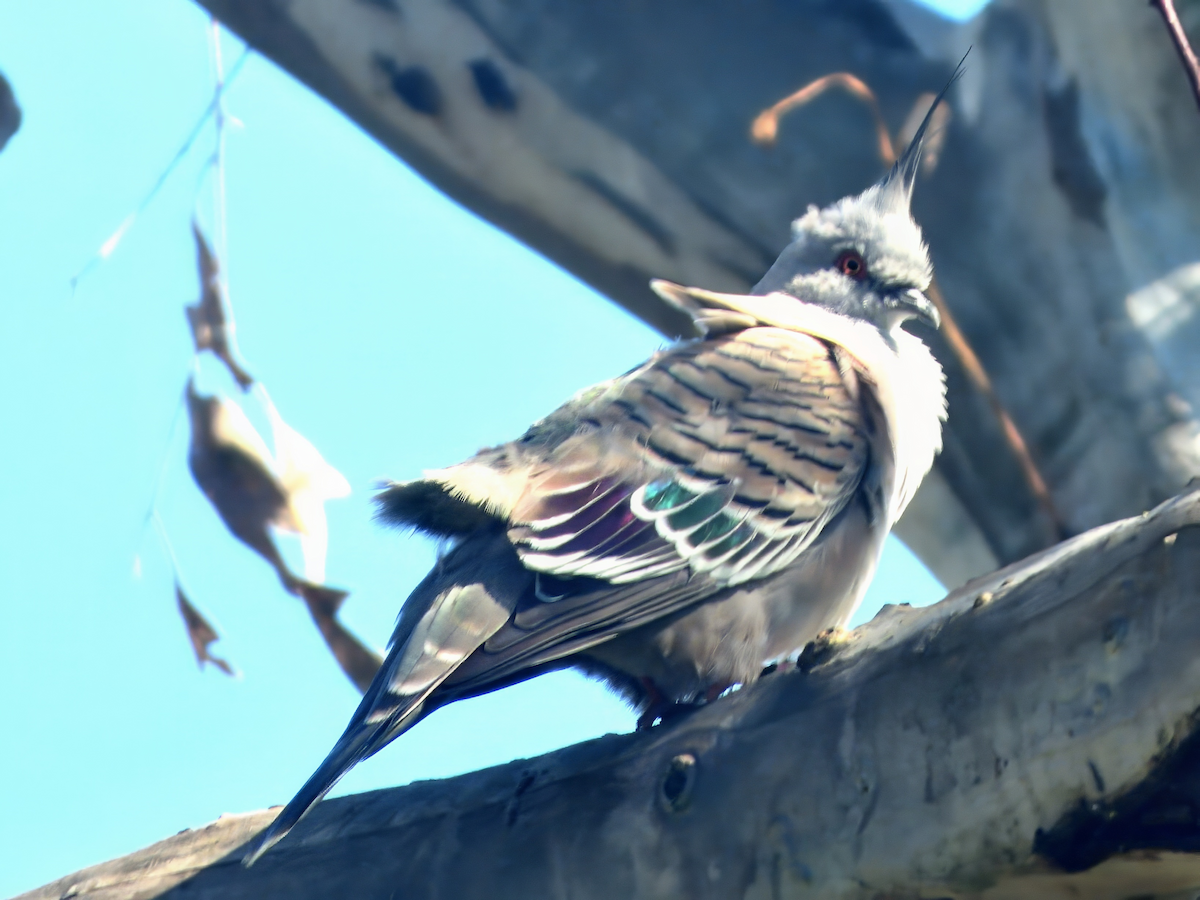 Crested Pigeon - ML646574919