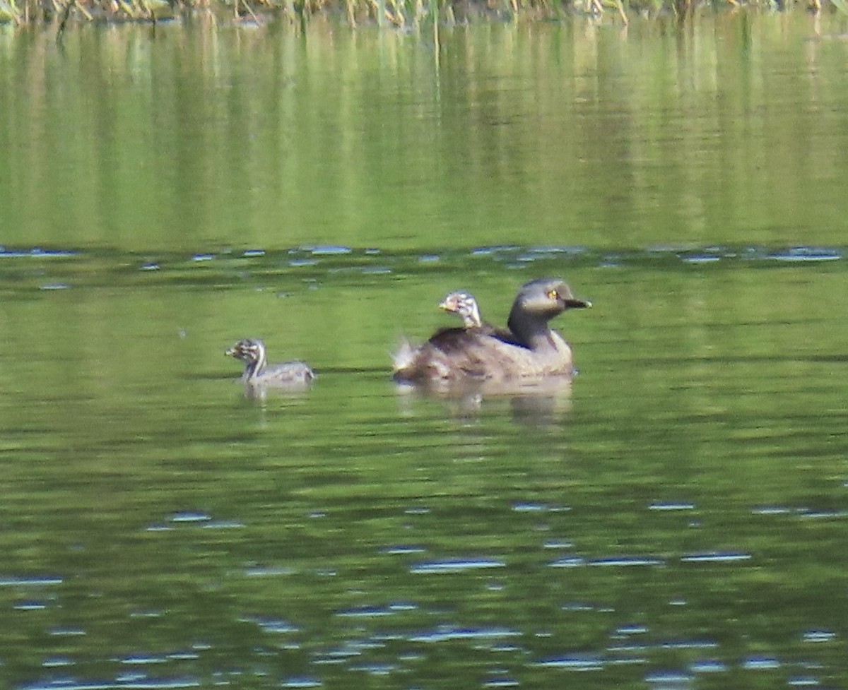 Least Grebe - ML646574920