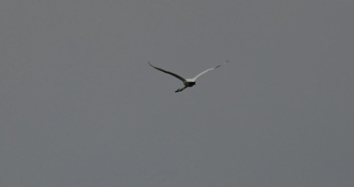 Лебідь чорнодзьобий - ML646574921