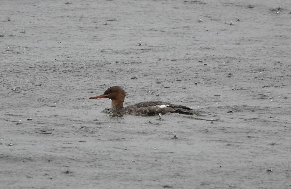 Red-breasted Merganser - ML646574922