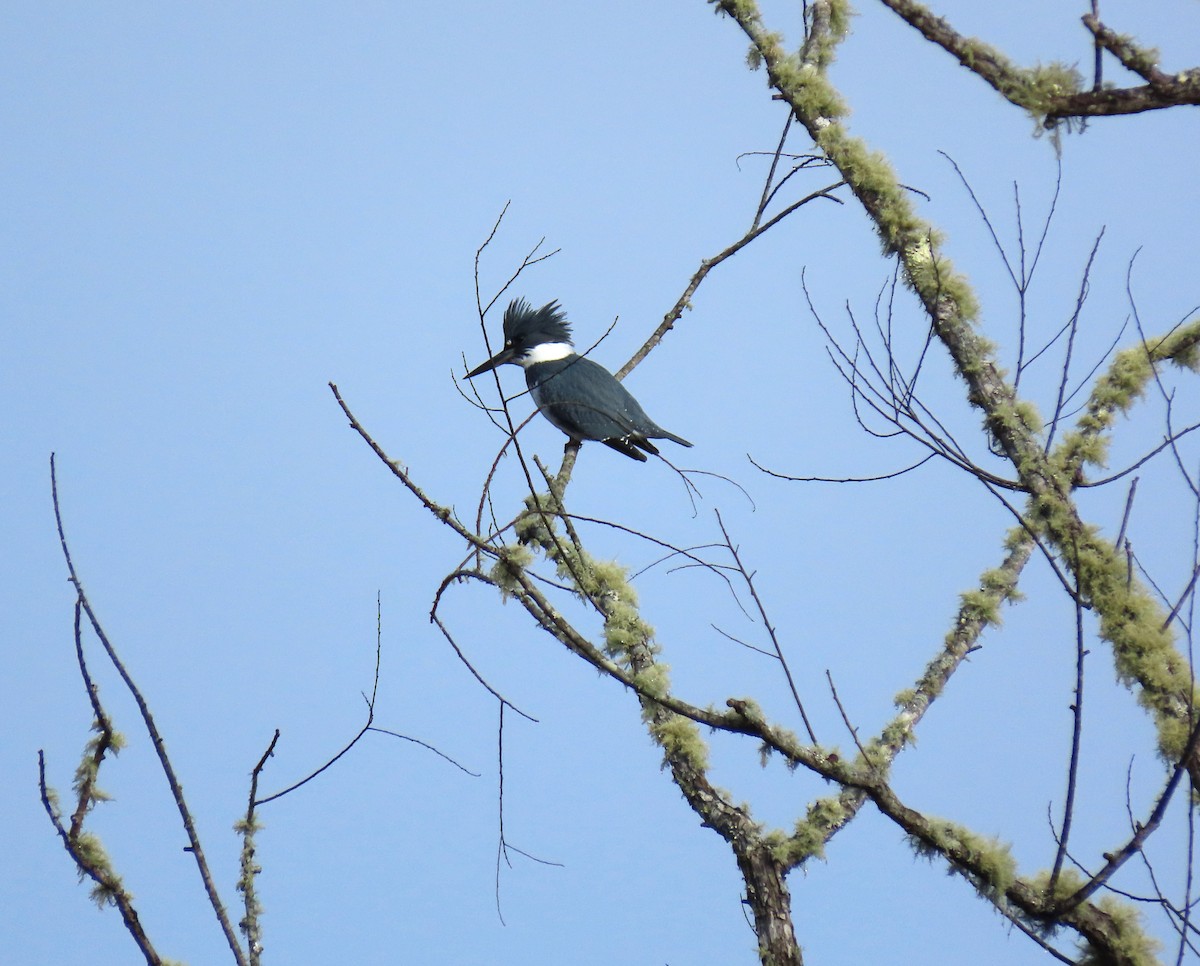 Belted Kingfisher - ML646574923