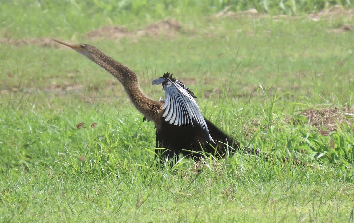 Anhinga - ML646574924