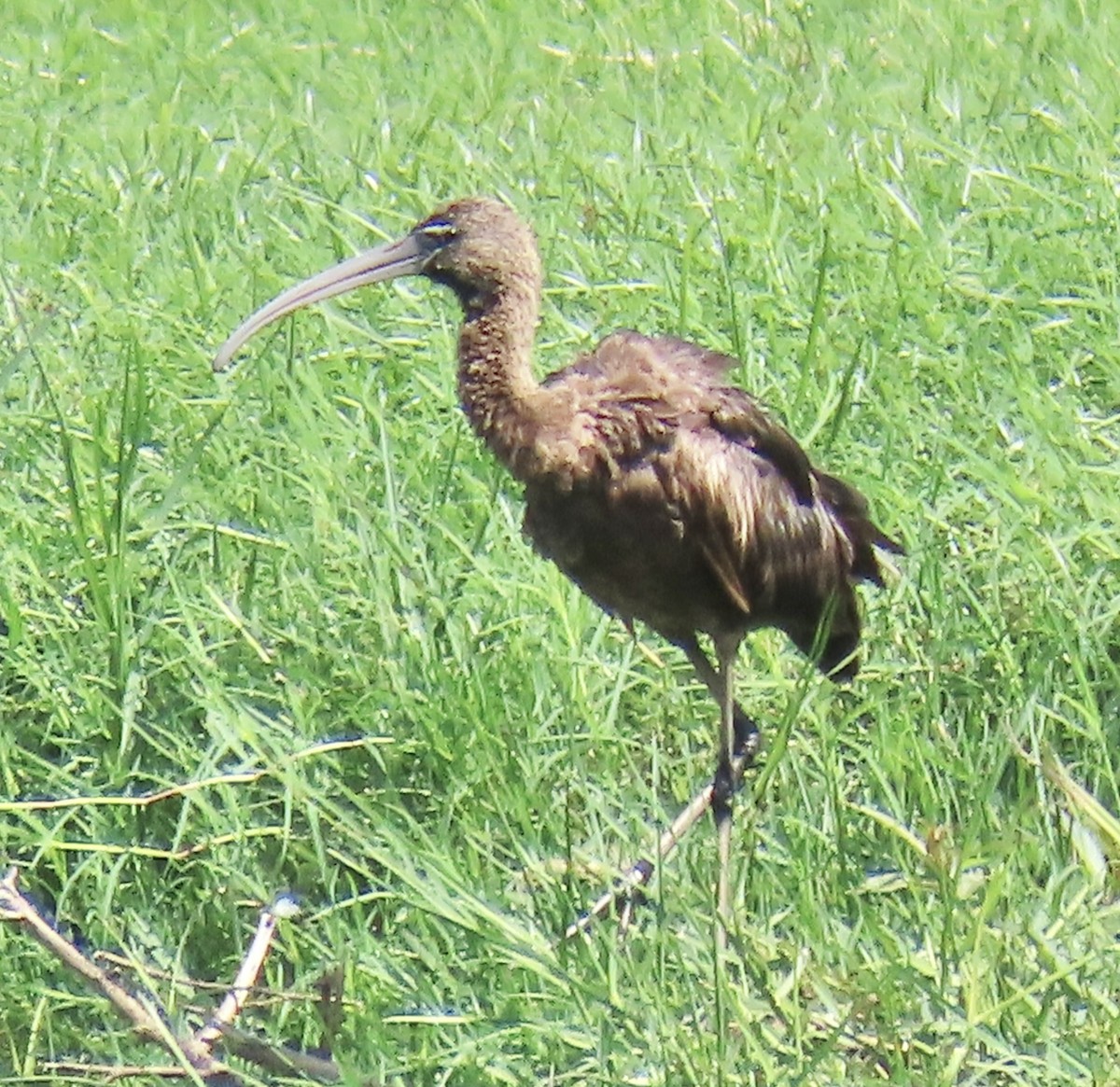 Glossy Ibis - ML646574926