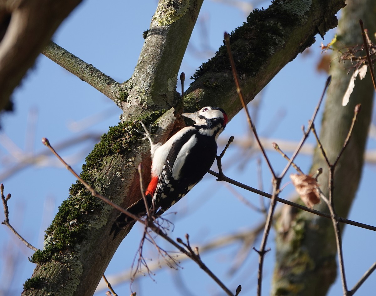 strakapoud velký [skupina major] - ML646574932