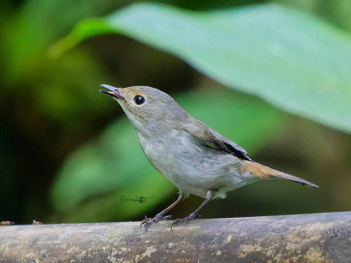 Little Pied Flycatcher - ML646574934