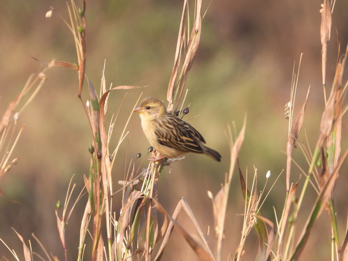 Baya Weaver - ML646574937