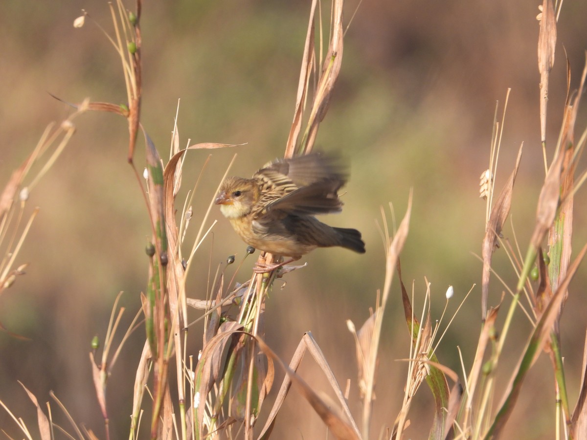 Baya Weaver - ML646574938