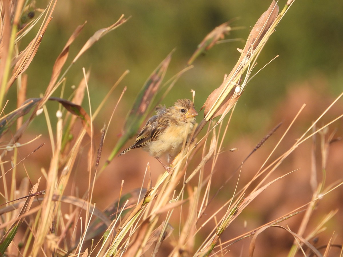 Baya Weaver - ML646574939