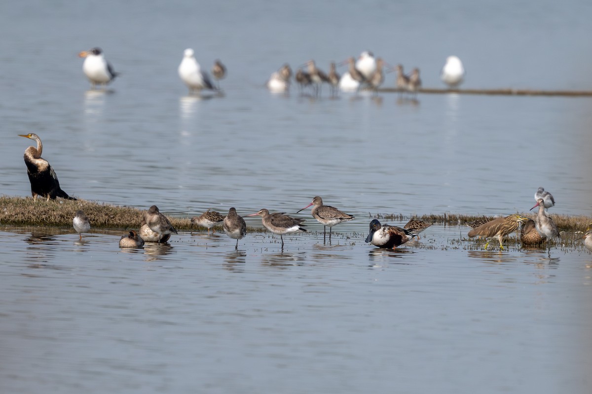 Индийская прудовая цапля - ML646574940