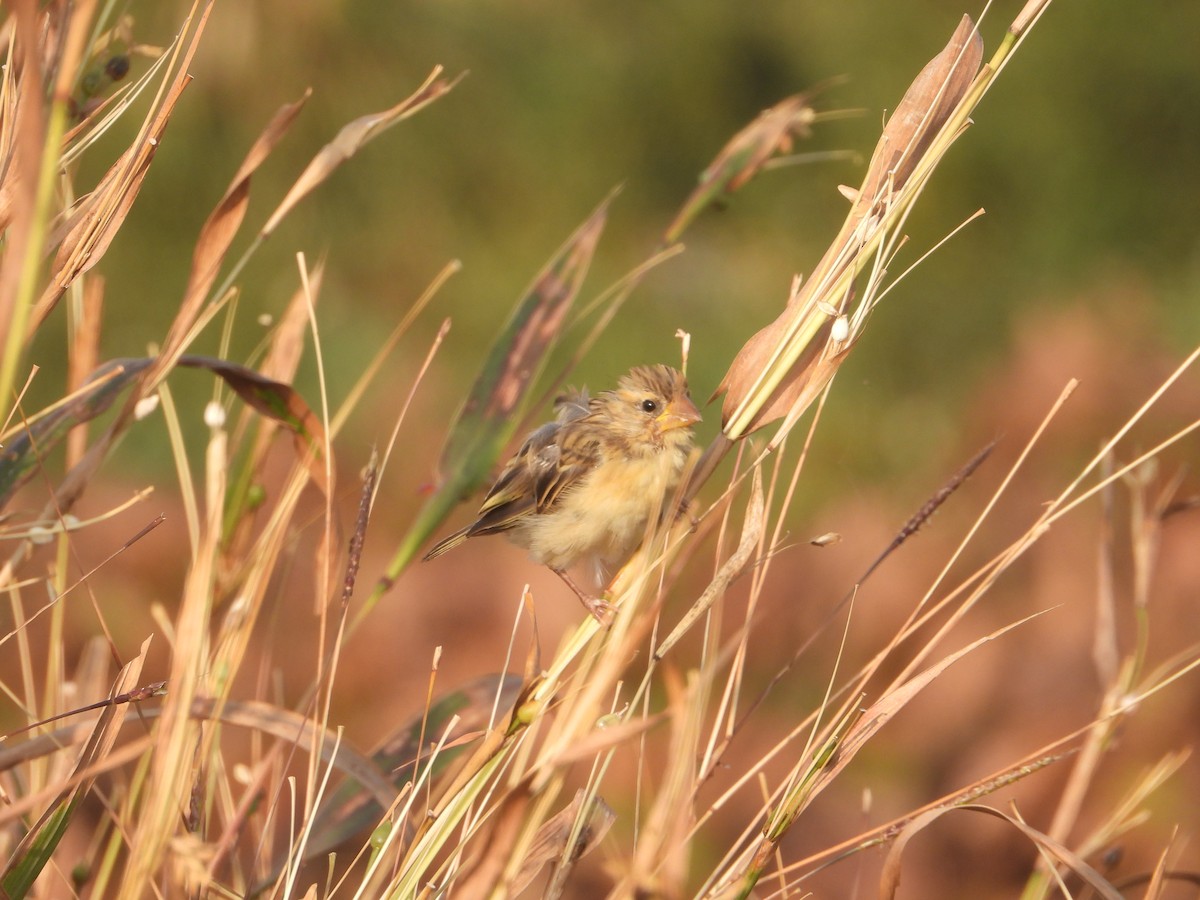Baya Weaver - ML646574941