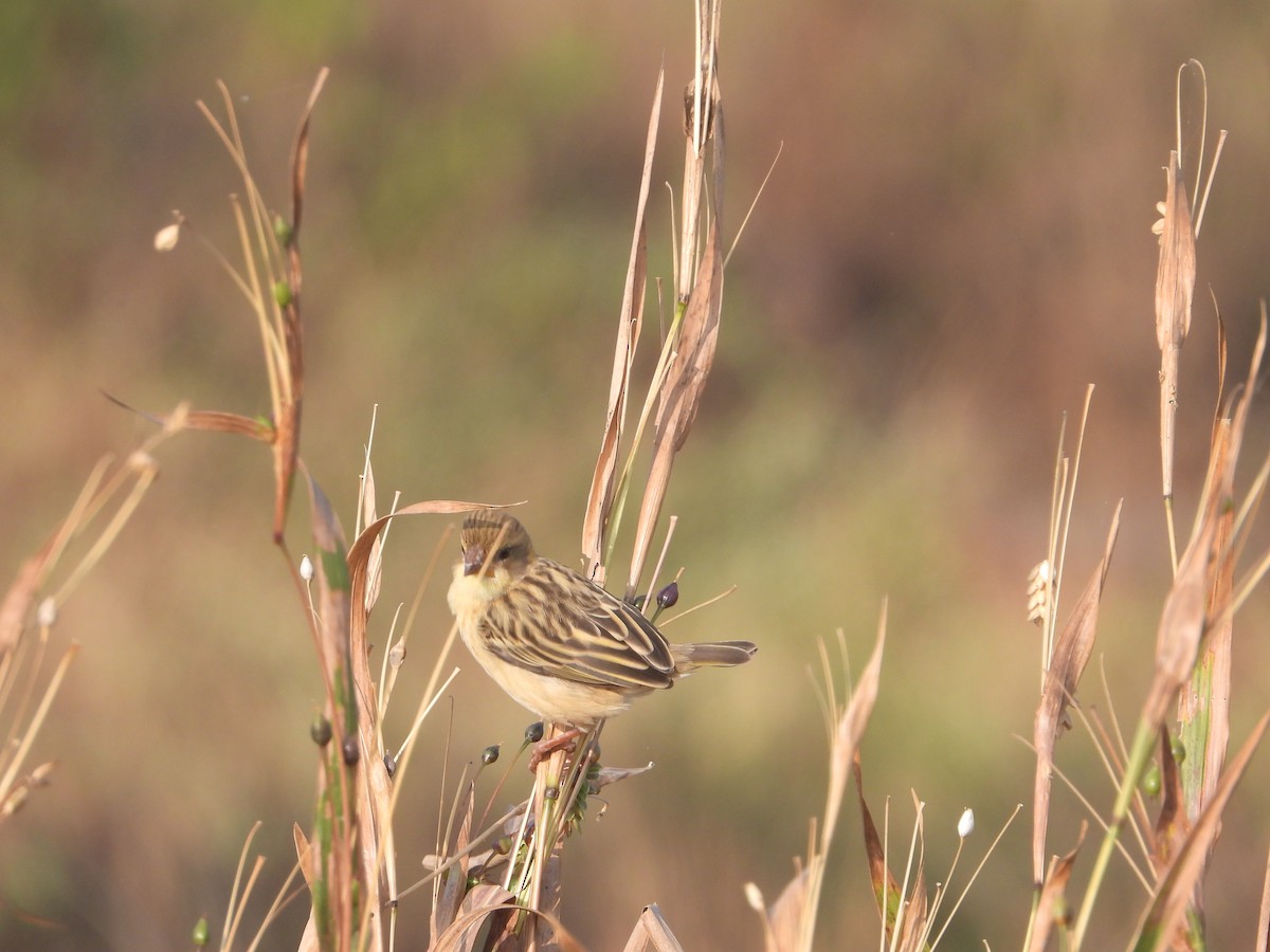 Baya Weaver - ML646574942