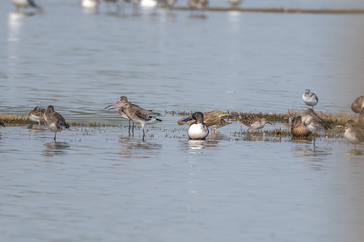 Индийская прудовая цапля - ML646574947