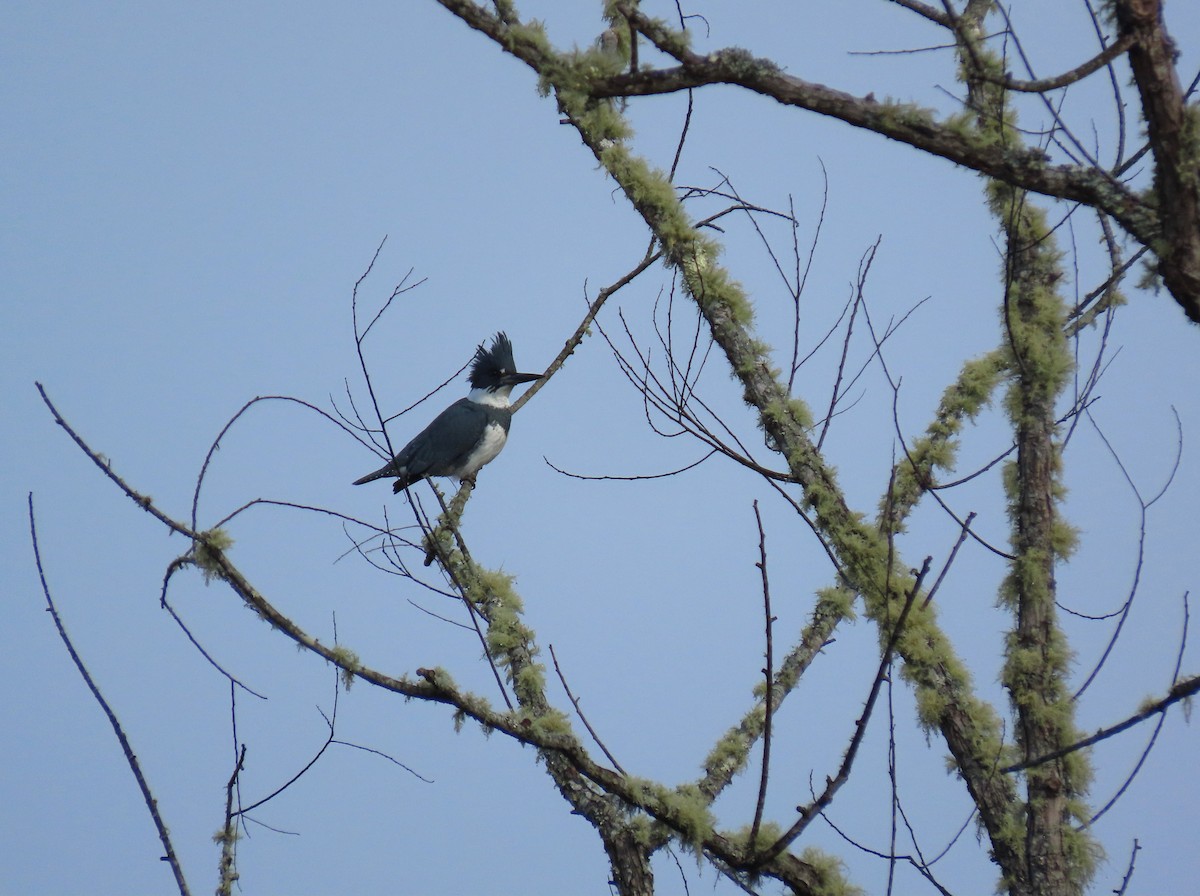 Belted Kingfisher - ML646574949