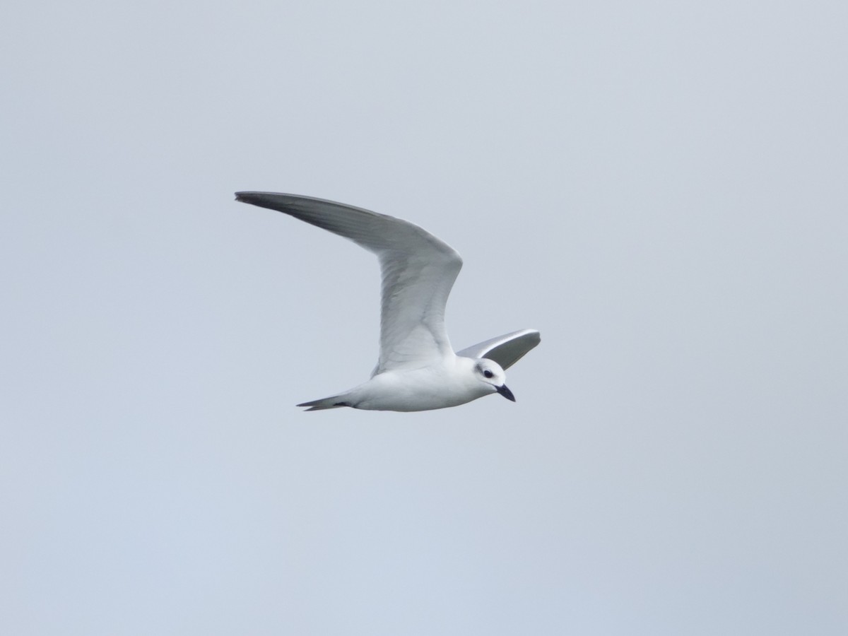 Gull-billed Tern - ML646574950