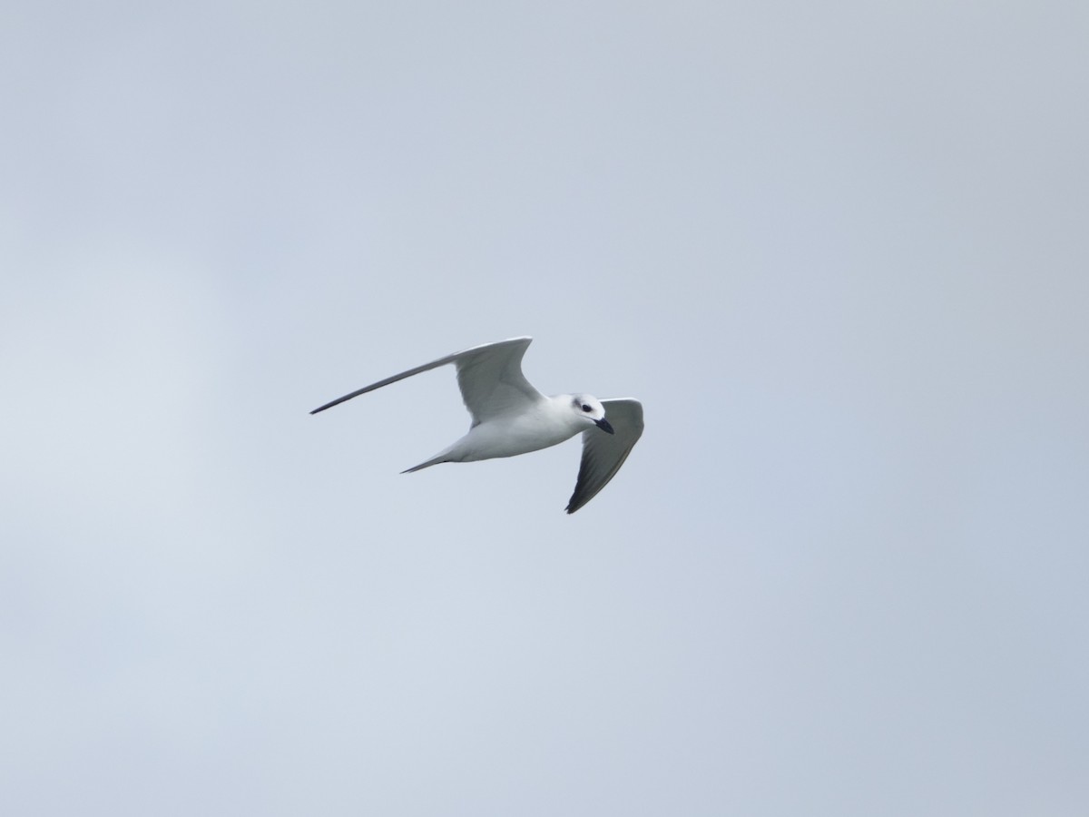 Gull-billed Tern - ML646574951