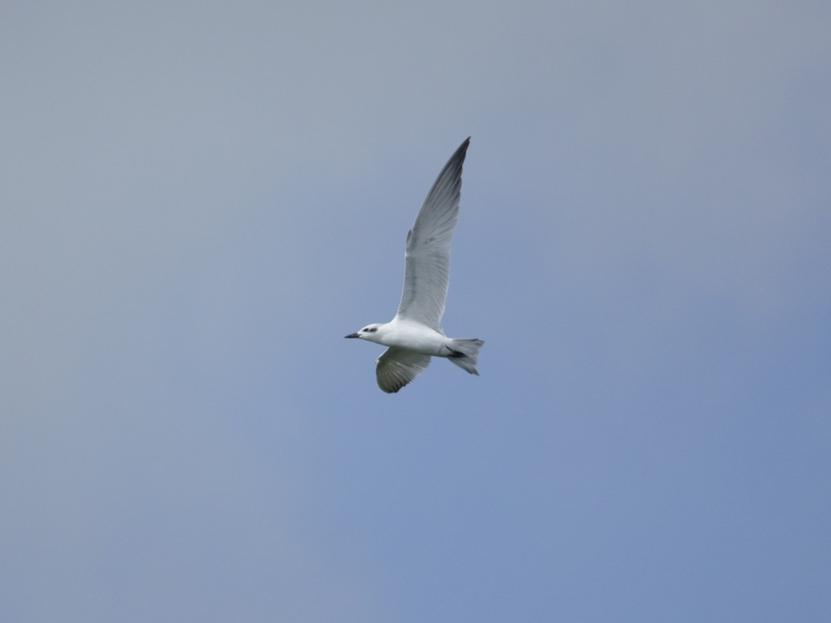 Gull-billed Tern - ML646574952