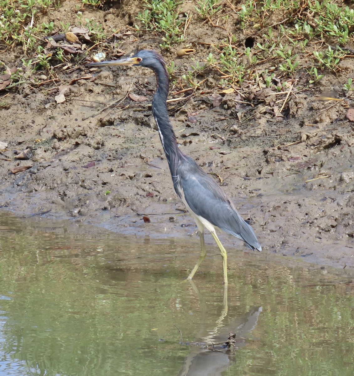 Tricolored Heron - ML646574957
