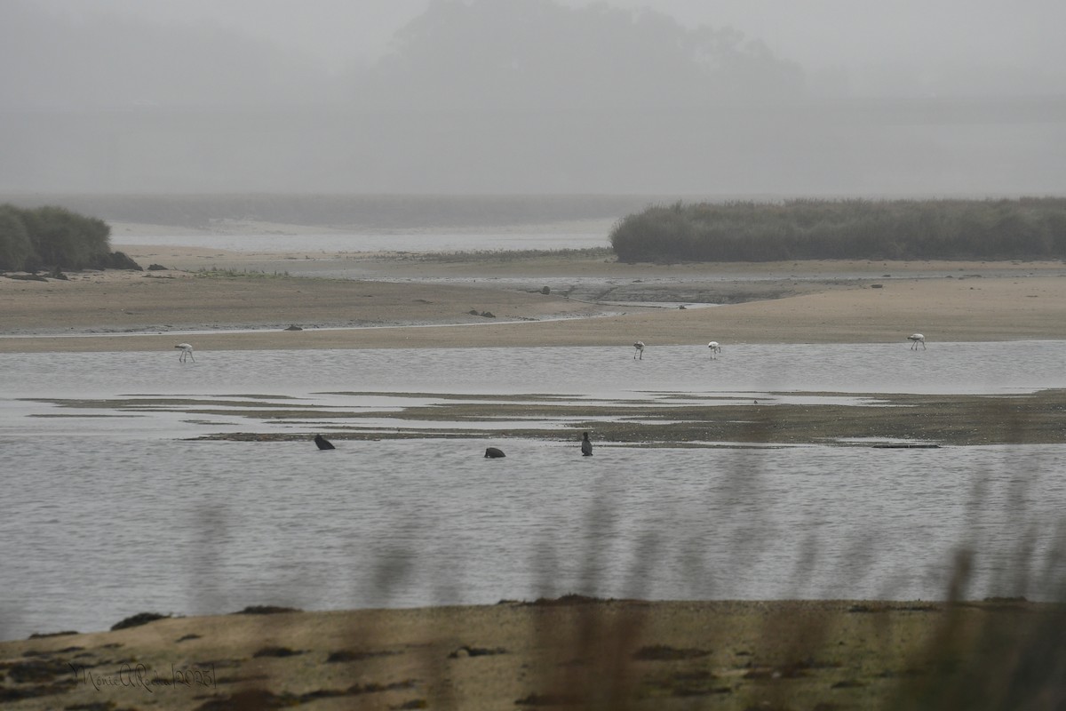 cormorant sp. - ML646574962