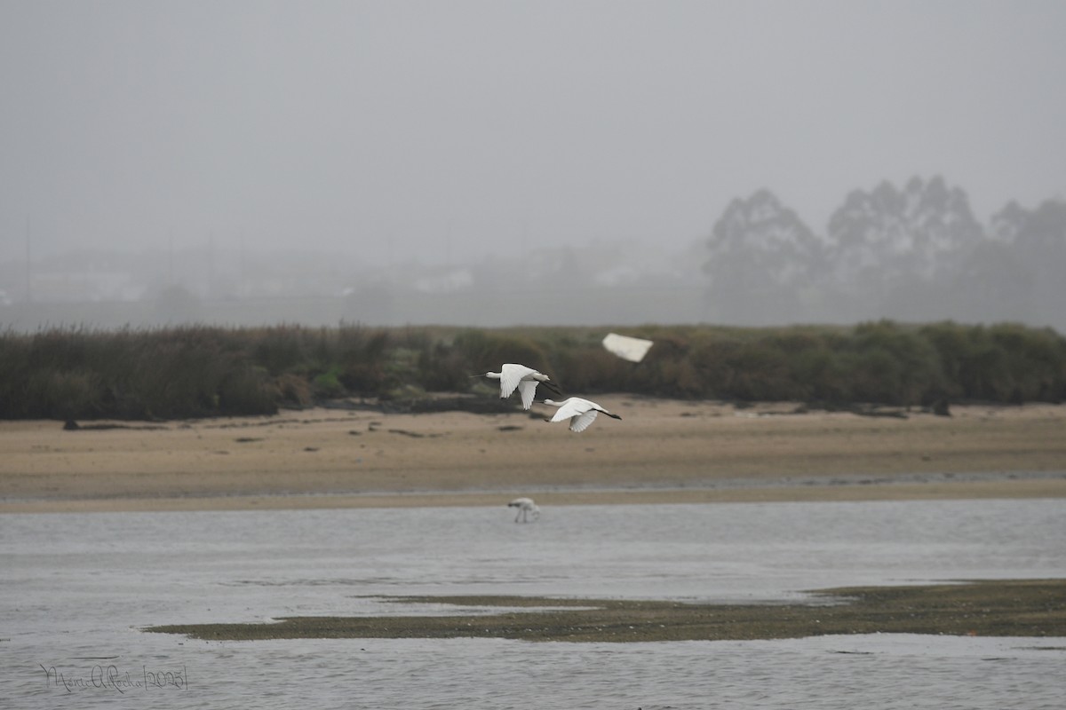 Eurasian Spoonbill - ML646574963