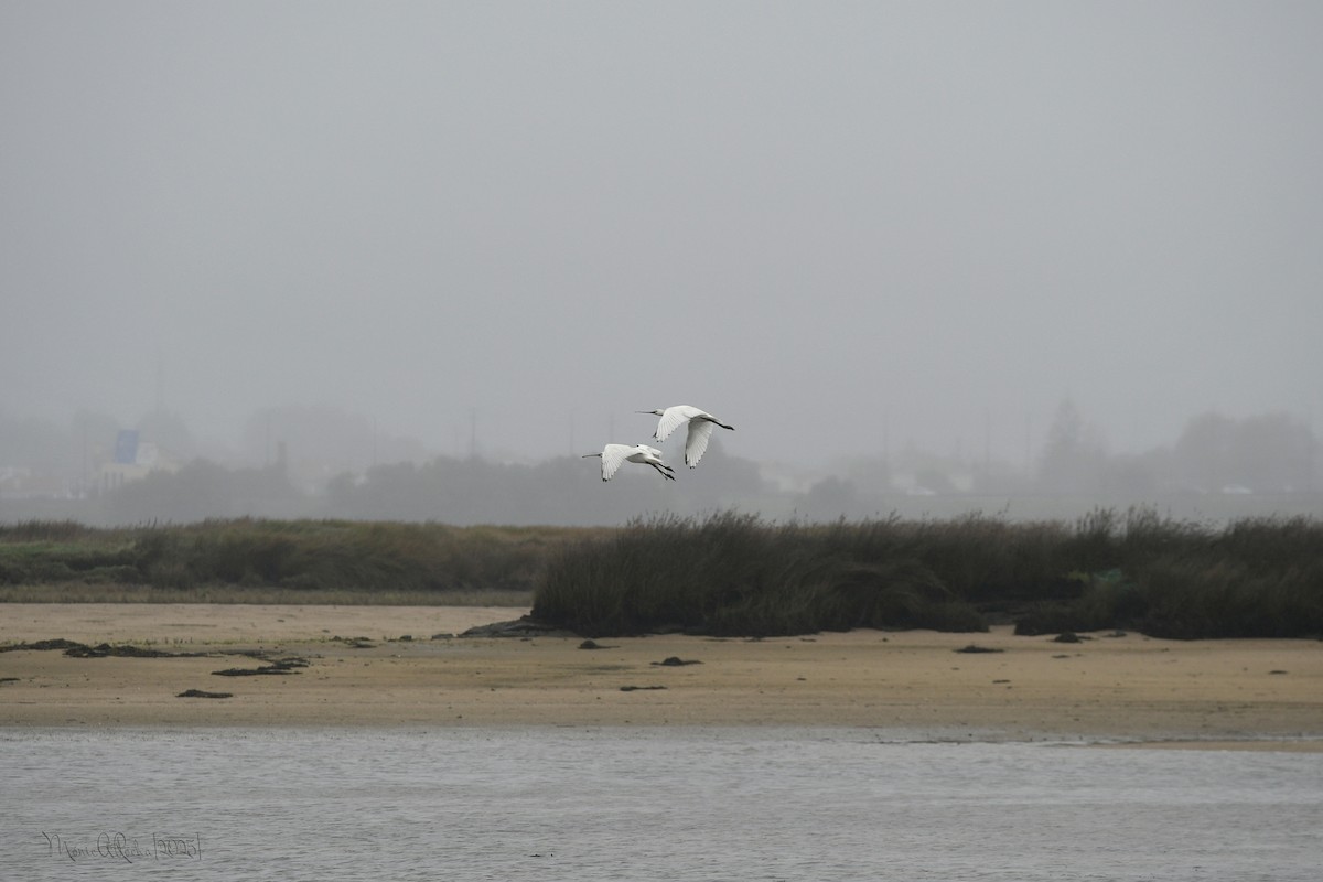 Eurasian Spoonbill - ML646574964