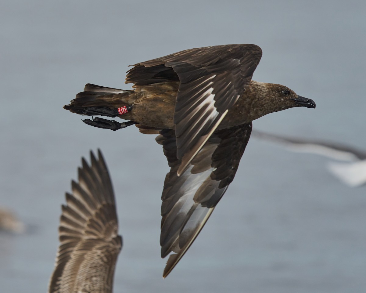 Great Skua - ML646574976