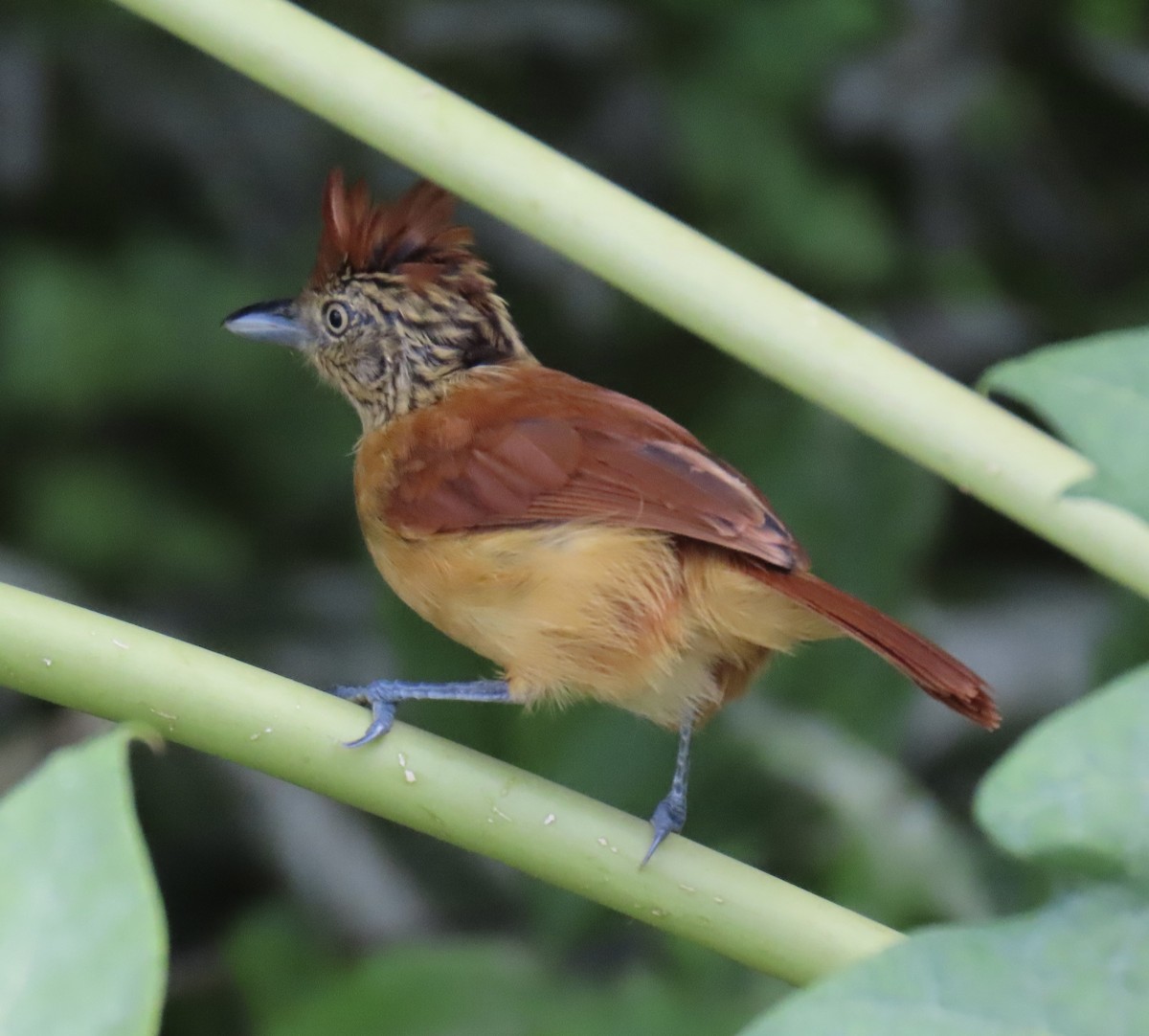 Barred Antshrike - ML646574978